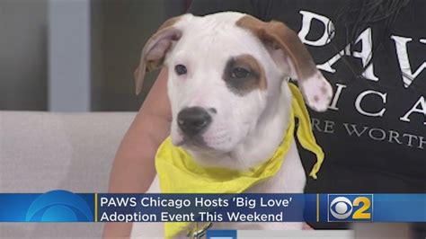 PAWS Chicago hosts discounted adoption event for some dogs